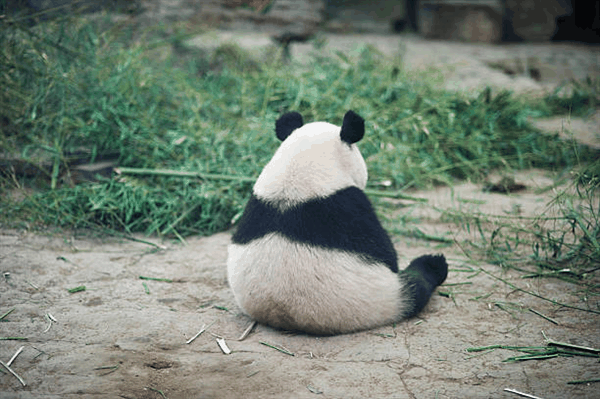 <b>野生大熊猫啃坏红外相机 网友：食铁兽</b>